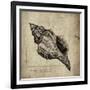 Shell III-Sidney Paul & Co.-Framed Giclee Print