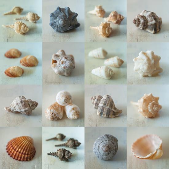 'Shell Life' Giclee Print - Assaf Frank | AllPosters.com