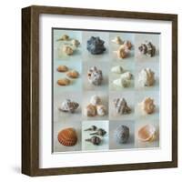 Shell Life-Assaf Frank-Framed Giclee Print