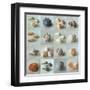 Shell Life-Assaf Frank-Framed Giclee Print