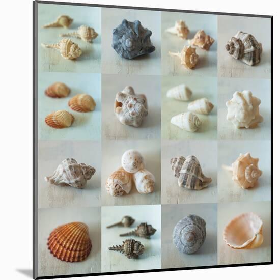 Shell Life-Assaf Frank-Mounted Giclee Print