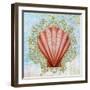 Shell Medley I-Diannart-Framed Art Print