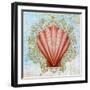 Shell Medley I-Diannart-Framed Art Print