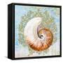 Shell Medley III-Diannart-Framed Stretched Canvas