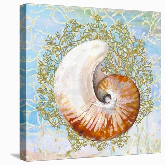 Shell Medley III-Diannart-Stretched Canvas