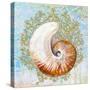 Shell Medley III-Diannart-Stretched Canvas