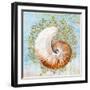 Shell Medley III-Diannart-Framed Art Print