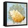 Shell Medley IV-Diannart-Framed Stretched Canvas