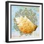 Shell Medley IV-Diannart-Framed Art Print