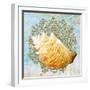 Shell Medley IV-Diannart-Framed Art Print