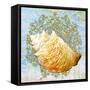 Shell Medley IV-Diannart-Framed Stretched Canvas