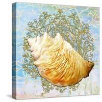 Shell Medley IV-Diannart-Stretched Canvas