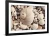 Shell Medley-John Harper-Framed Giclee Print