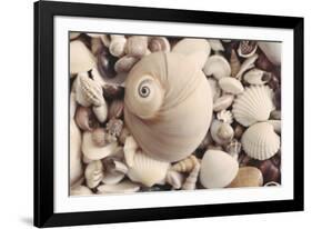 Shell Medley-John Harper-Framed Giclee Print