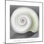 Shell No. I, 1928-Georgia O'Keeffe-Mounted Art Print