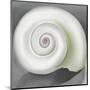 Shell No. I, 1928-Georgia O'Keeffe-Mounted Art Print