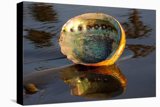 Shell of Red Abalone (Haliotis Rufescens) in Early Morning on Wet-Lynn M^ Stone-Stretched Canvas