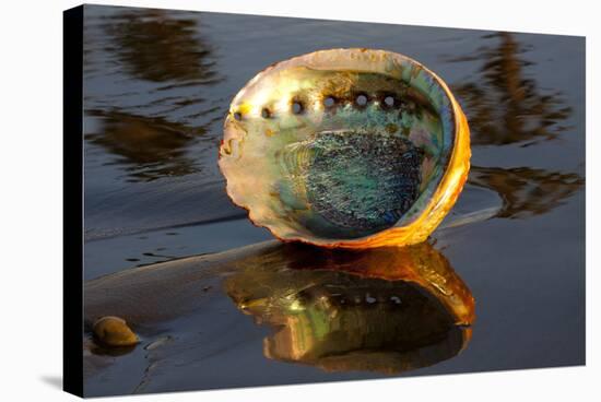 Shell of Red Abalone (Haliotis Rufescens) in Early Morning on Wet-Lynn M^ Stone-Stretched Canvas