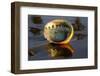 Shell of Red Abalone (Haliotis Rufescens) in Early Morning on Wet-Lynn M^ Stone-Framed Photographic Print