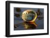 Shell of Red Abalone (Haliotis Rufescens) in Early Morning on Wet-Lynn M^ Stone-Framed Photographic Print