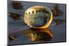 Shell of Red Abalone (Haliotis Rufescens) in Early Morning on Wet-Lynn M^ Stone-Mounted Photographic Print