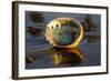 Shell of Red Abalone (Haliotis Rufescens) in Early Morning on Wet-Lynn M^ Stone-Framed Photographic Print