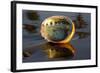 Shell of Red Abalone (Haliotis Rufescens) in Early Morning on Wet-Lynn M^ Stone-Framed Photographic Print