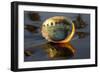 Shell of Red Abalone (Haliotis Rufescens) in Early Morning on Wet-Lynn M^ Stone-Framed Photographic Print