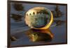 Shell of Red Abalone (Haliotis Rufescens) in Early Morning on Wet-Lynn M^ Stone-Framed Photographic Print