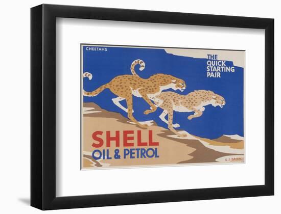 Shell Oil & Petrol Cheetahs-null-Framed Art Print