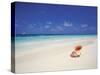 Shell on a Deserted Beach, Maldives, Indian Ocean-Papadopoulos Sakis-Stretched Canvas