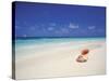 Shell on a Deserted Beach, Maldives, Indian Ocean-Papadopoulos Sakis-Stretched Canvas