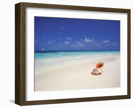 Shell on a Deserted Beach, Maldives, Indian Ocean-Papadopoulos Sakis-Framed Photographic Print