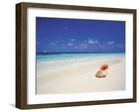 Shell on a Deserted Beach, Maldives, Indian Ocean-Papadopoulos Sakis-Framed Photographic Print