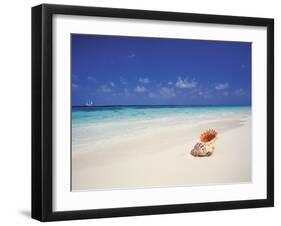 Shell on a Deserted Beach, Maldives, Indian Ocean-Papadopoulos Sakis-Framed Photographic Print