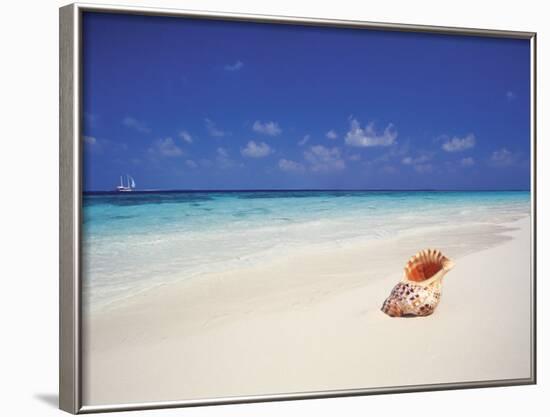 Shell on a Deserted Beach, Maldives, Indian Ocean-Papadopoulos Sakis-Framed Photographic Print