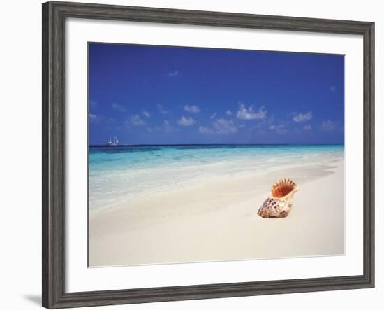 Shell on a Deserted Beach, Maldives, Indian Ocean-Papadopoulos Sakis-Framed Photographic Print