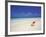 Shell on a Deserted Beach, Maldives, Indian Ocean-Papadopoulos Sakis-Framed Photographic Print