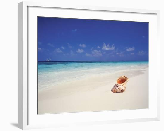 Shell on a Deserted Beach, Maldives, Indian Ocean-Papadopoulos Sakis-Framed Photographic Print