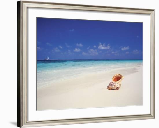 Shell on a Deserted Beach, Maldives, Indian Ocean-Papadopoulos Sakis-Framed Photographic Print