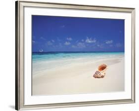 Shell on a Deserted Beach, Maldives, Indian Ocean-Papadopoulos Sakis-Framed Photographic Print