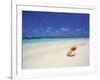 Shell on a Deserted Beach, Maldives, Indian Ocean-Papadopoulos Sakis-Framed Photographic Print