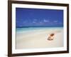 Shell on a Deserted Beach, Maldives, Indian Ocean-Papadopoulos Sakis-Framed Photographic Print