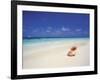 Shell on a Deserted Beach, Maldives, Indian Ocean-Papadopoulos Sakis-Framed Photographic Print