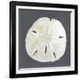 Shell on Slate II-Megan Meagher-Framed Giclee Print