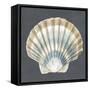 Shell on Slate III-Megan Meagher-Framed Stretched Canvas