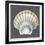 Shell on Slate III-Megan Meagher-Framed Art Print