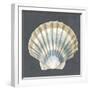 Shell on Slate III-Megan Meagher-Framed Art Print