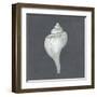 Shell on Slate IV-Megan Meagher-Framed Art Print