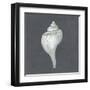 Shell on Slate IV-Megan Meagher-Framed Art Print